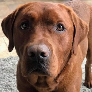 Meet your Posher, Pj